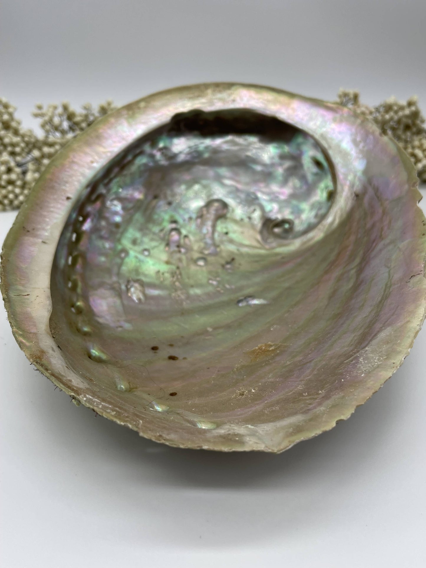 Abalone Smudge Muschel Haliotis diversicolor L
