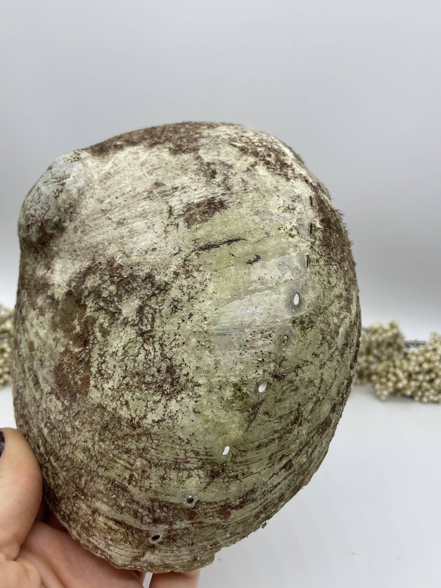 Abalone Smudge Muschel Haliotis diversicolor L