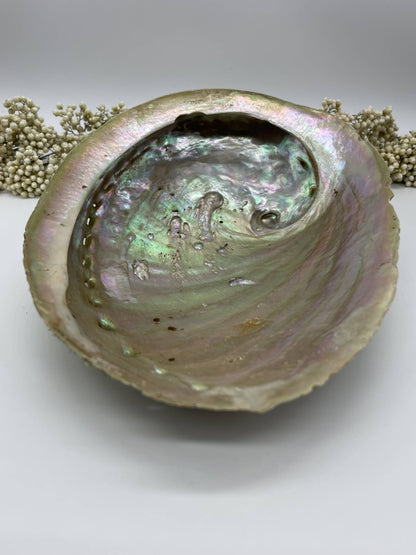 Abalone Smudge Muschel Haliotis diversicolor L