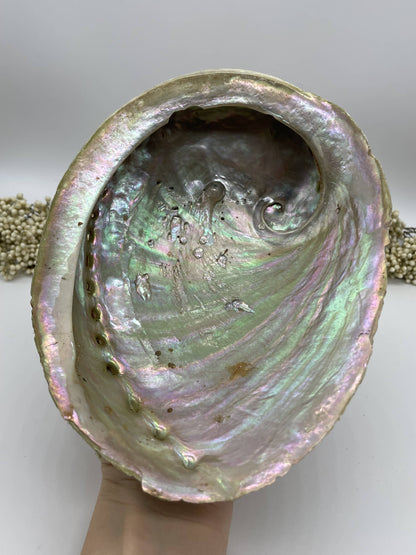 Abalone Smudge Muschel Haliotis diversicolor L